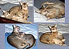 Elise's Savannah & Bonnie